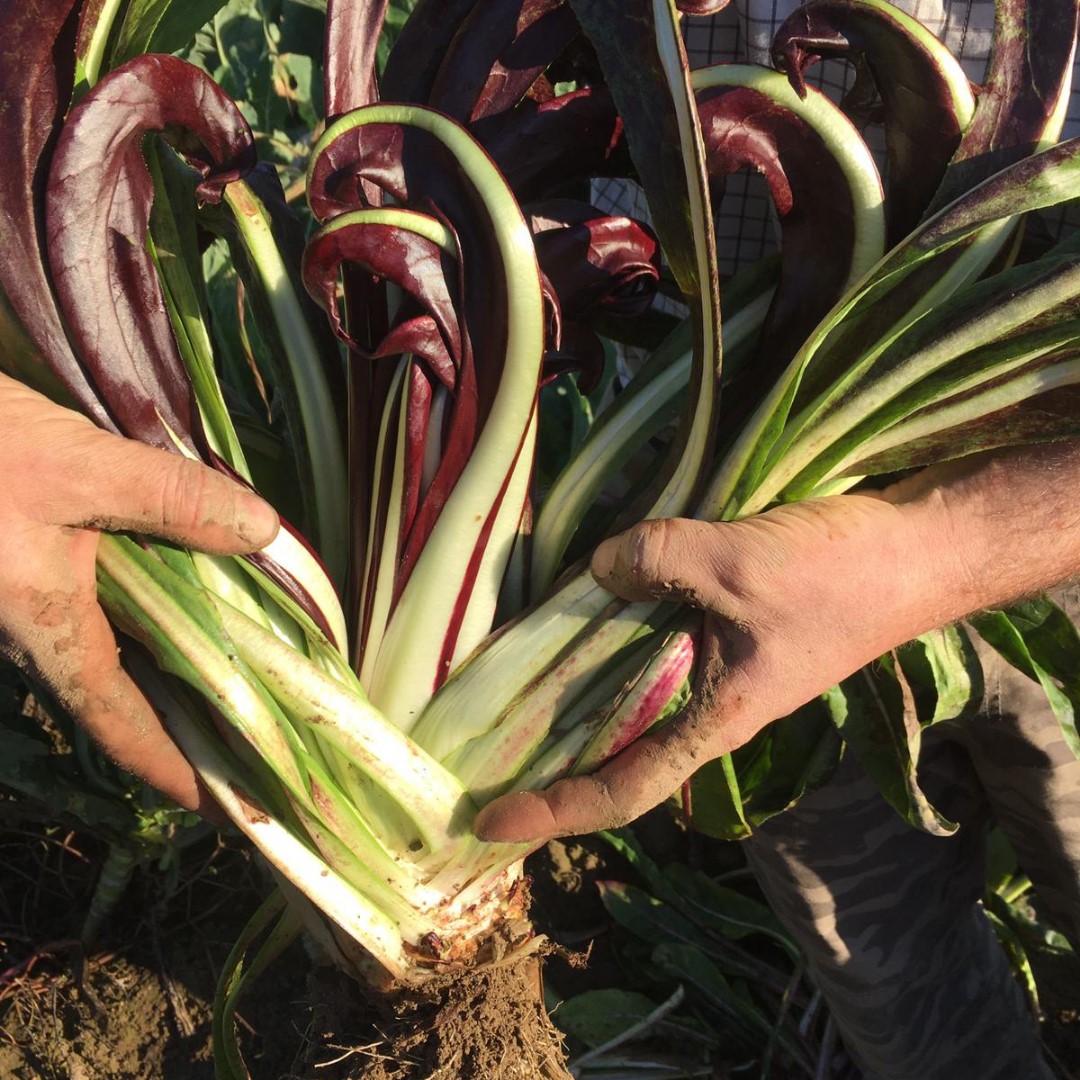 aiab_veneto_radicchio