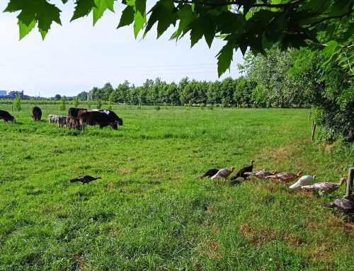 Azienda Agricola Al Confin