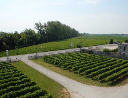 Cantina Sociale di Cona